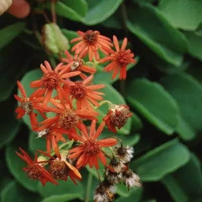 thumbnail for publication: Senecio confusus Mexican Flame Vine